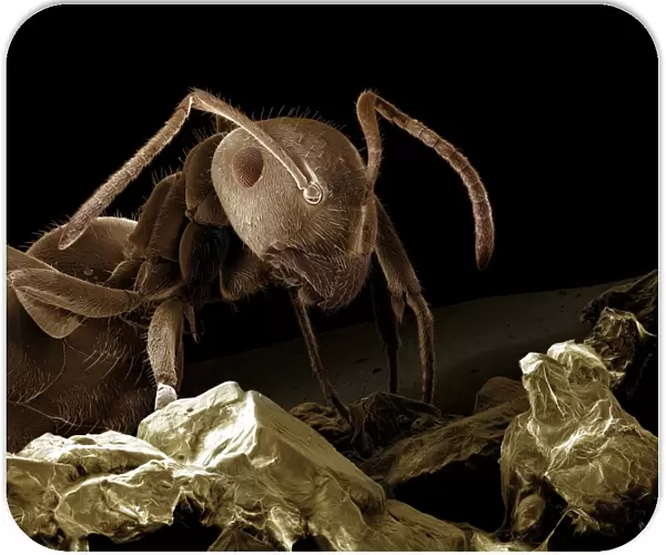 Scanning Electron Micrograph (SEM): Black Garden Ant - with sugar; Magnification x 85 (A4 size: 29. 7 cm width)