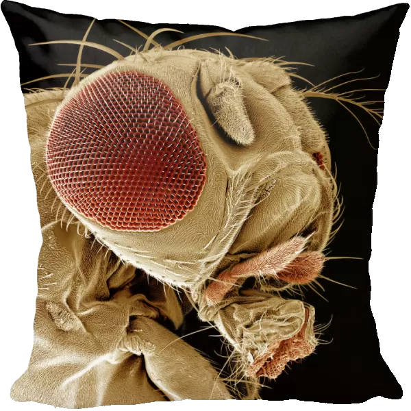 Scanning Electron Micrograph (SEM): Fruit Fly, Magnification x 300 (A4 size: 29. 7 cm width)