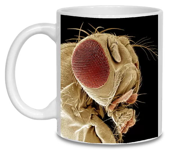 Scanning Electron Micrograph (SEM): Fruit Fly, Magnification x 300 (A4 size: 29. 7 cm width)