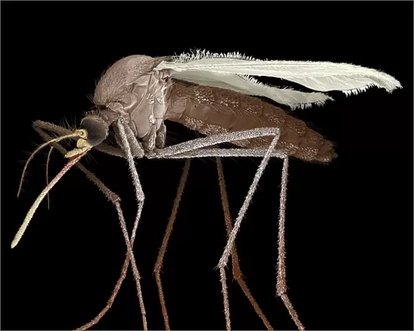 Scanning Electron Micrograph (SEM): Mosquito, Magnification x 35 (A4 size: 29. 7 cm width)