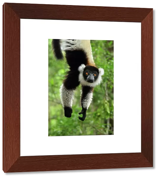 Black-and-white Ruffed Lemur - hanging upside down - Toamasina  /  Tamatave - Eastern Madagascar