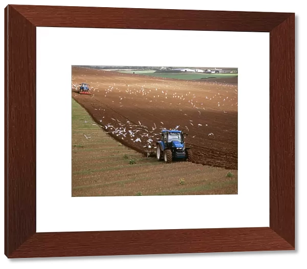 Farming MAW 5 Gulls following plough. South Downs, Essex UK © Maurice Walker  /  ARDEA LONDON