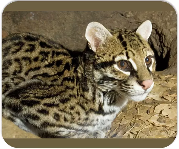 Ocelot - (Leopardus pardalis albescens) (formerly Felis) Mexican subspecies; almost extinct in USA