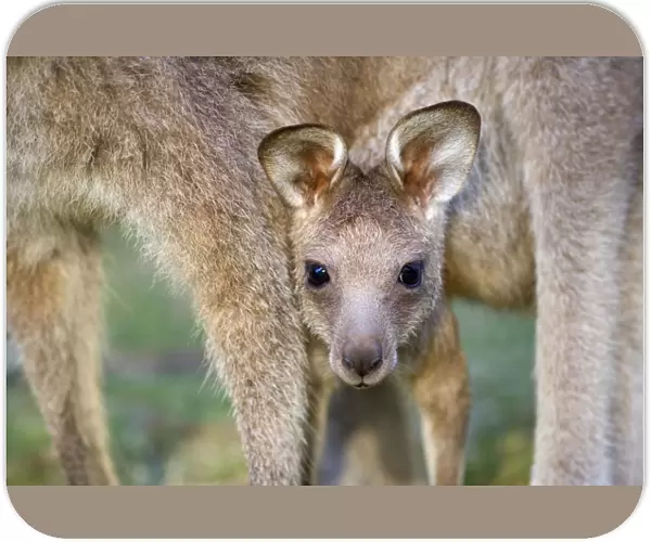 Eastern Grey Kangaroo - cute portrait of a joey looking out of its mother's pouch. The female is on all four legs and the joey peers out from in between them - Murrammang National Park, New South Wales, Australia