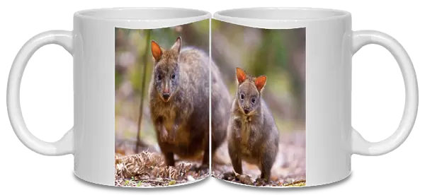 Tasmanian Pademelon - female adult and weaned young in lush temperate rainforest. They both stand side by side on their hind legs, looking directly into the camera - Mount Field National Park, Tasmania, Australia