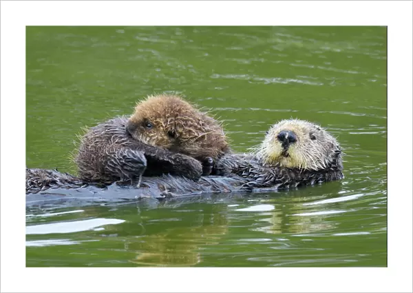 Sea Otter - mother carrying young (under three weeks) pup - Monterey Bay - USA _C3A5900