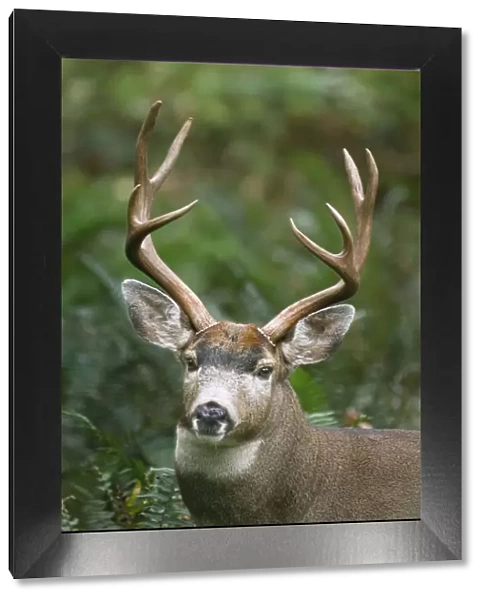 Coastal Black-tailed Deer - buck - Autumn - Pacific Northwest - Washington - USA _CXA4350