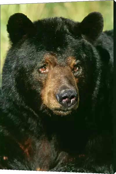 Black Bear TOM 86 Adult male, Minnesota USA. Ursus americanus © Tom & Pat Leeson  /  ARDEA LONDON