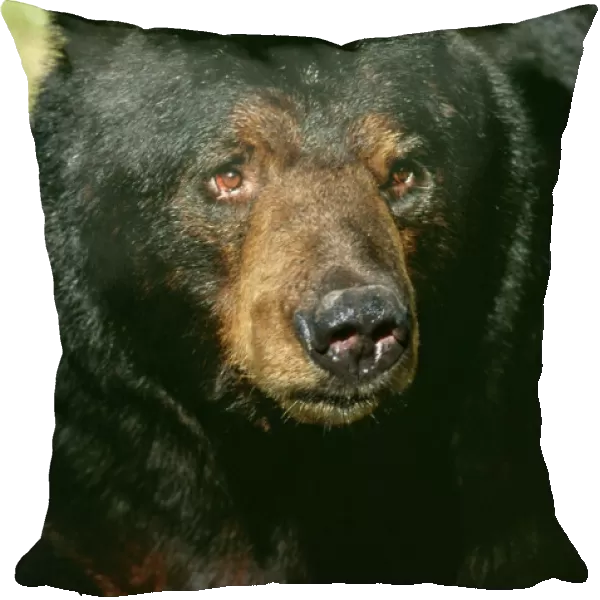 Black Bear TOM 86 Adult male, Minnesota USA. Ursus americanus © Tom & Pat Leeson  /  ARDEA LONDON