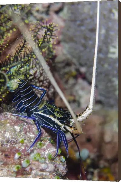 13131080. Juvenile Painted Spiny Lobster - night dive - Sahaung dive site