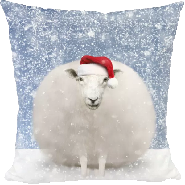 13131109. Sheep, fluffy white snowball with Christmas hat in winter snow Date