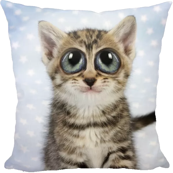 13131251. Cat. Tabby Kitten (6 weeks old) with big eyes, smiling, on star background Date