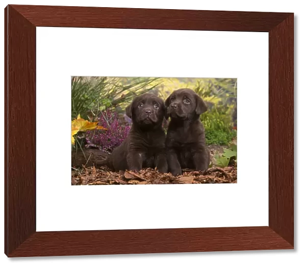 13132124. Two Chocolate Labrador puppies outdoors in Autumn Date