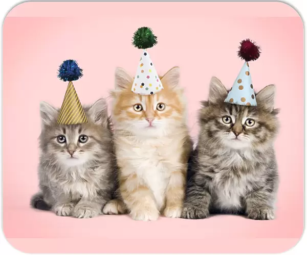 13132235. Siberian Cat, kittens wearing birthday party hats with pom poms Date