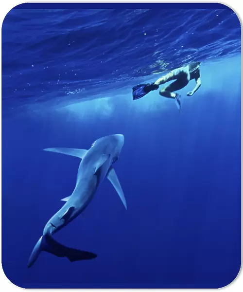 Blue shark approaching swimmer at the surface. Increasingly, people and sharks come into contact as humans spend their leisure time in the seas and oceans