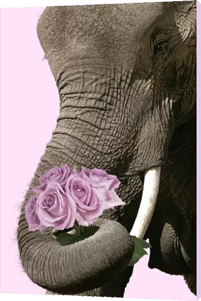 FL-3359. African Elephant - with curled up trunk holding bunch of pink roses Date