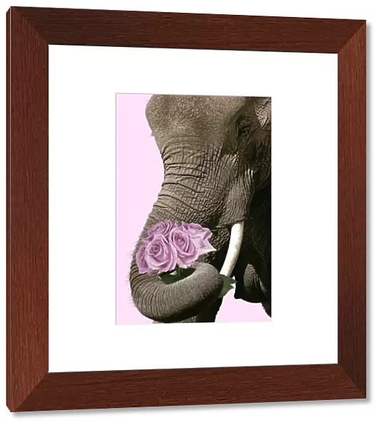 FL-3359. African Elephant - with curled up trunk holding bunch of pink roses Date