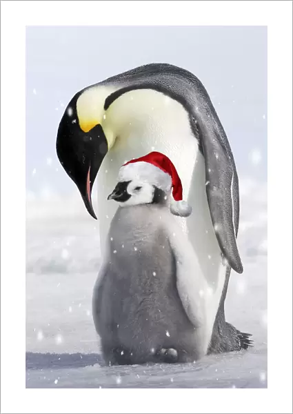 Emperor Penguin - adult and chick wearing red Christmas Santa hat
