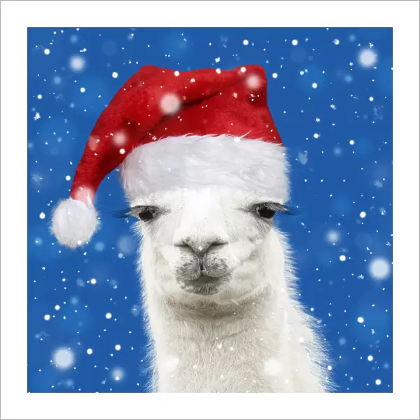 Llama with big eye lashes wearing Christmas hat