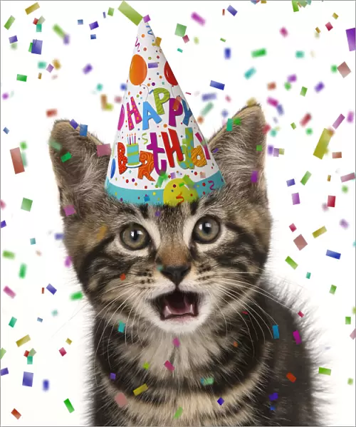 CAT. Tabby kitten, looking at camera, mouth open, wearing a birthday party hat with confetti