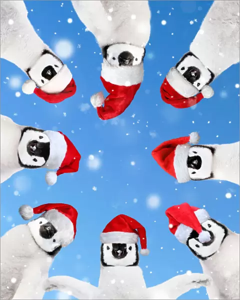 Penguins wearing red Santa Christmas hats in a circle looking down