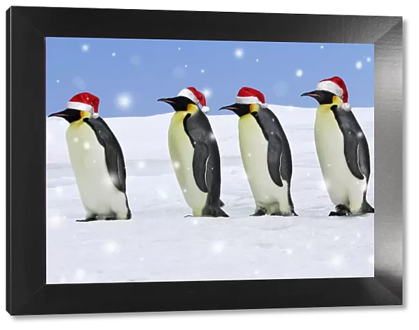WAT-11353. Emperor Penguin - four adults walking across ice wearing red