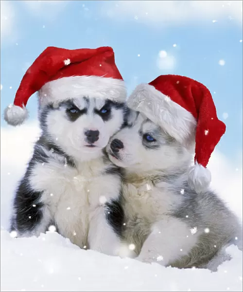 DOG - two husky puppies sitting in snow wearing red Christmas Santa hats