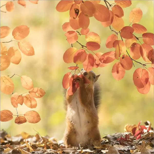 Red Squirrel stand between branches holding leaves