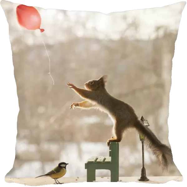 red squirrel is standing with great tit, balloon, a bench and lantern