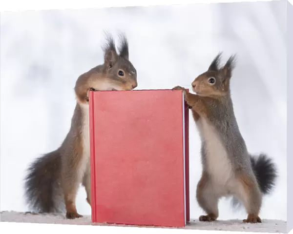 red squirrels holding a book