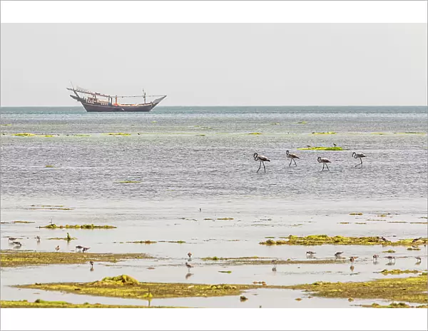 Middle East, Arabian Peninsula, Al Batinah South, Mahout. Flamingos and sea birds in a coastal marsh in Oman. Date: 27-10-2019