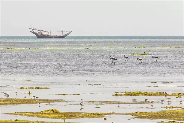 Middle East, Arabian Peninsula, Al Batinah South, Mahout. Flamingos and sea birds in a coastal marsh in Oman. Date: 27-10-2019