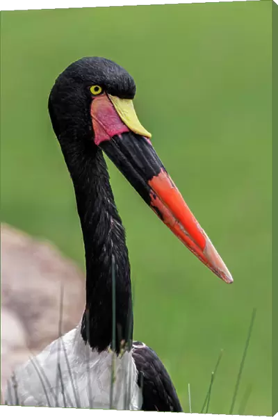 Female Saddle-billed stork Date: 07-06-2021