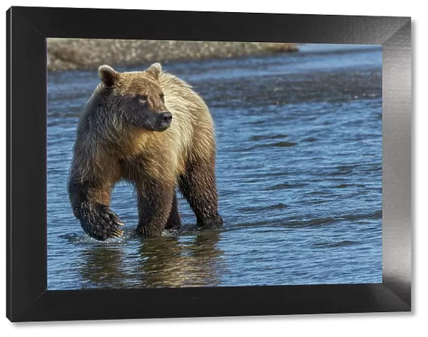 Adult grizzly bear chasing fish, Lake Clark National Park and Preserve, Alaska, Silver Salmon Creek Date: 27-08-2021