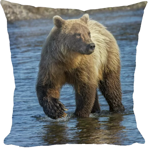 Adult grizzly bear chasing fish, Lake Clark National Park and Preserve, Alaska, Silver Salmon Creek Date: 27-08-2021