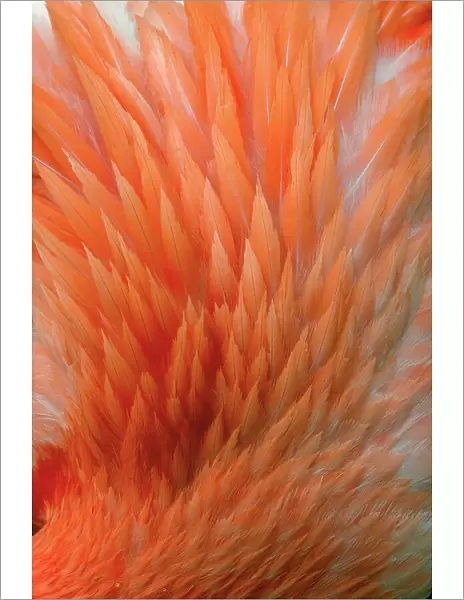 Pink feather pattern on back of flamingo, Florida. Date: 31-12-1999