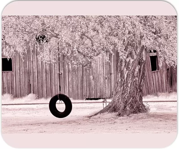 USA, Washington State, Skagit Valley, Old willow tree and tire rope swing Date: 06-04-2006