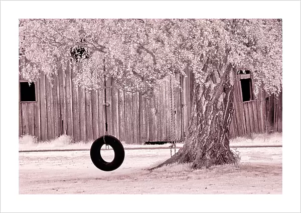 USA, Washington State, Skagit Valley, Old willow tree and tire rope swing Date: 06-04-2006