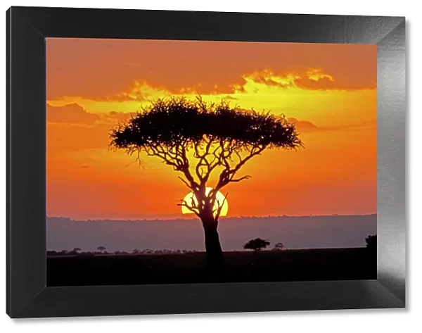 Sun setting behind umbrella Acacia tree Maasai Mara North Reserve Kenya