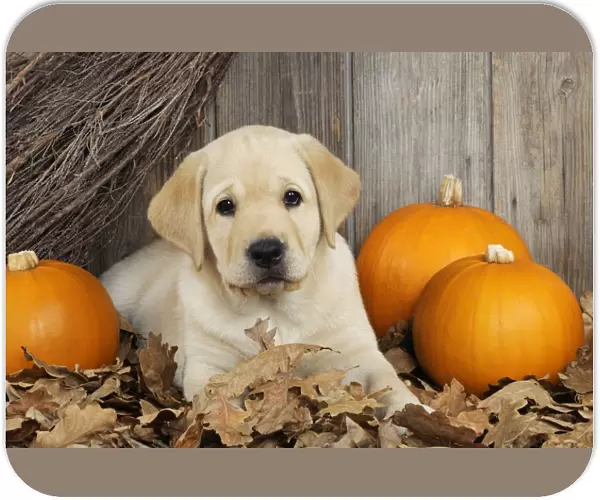 DOG. Labrador (8 week old pup)with pumpkins