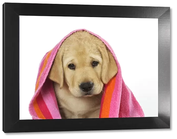 DOG. Labrador (8 week old pup) with towel
