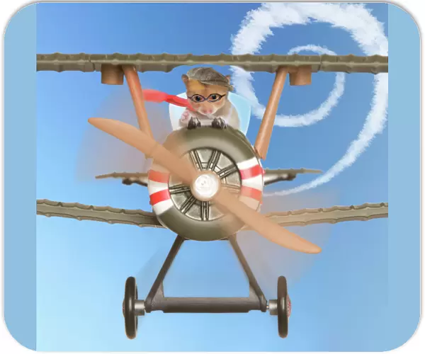 Hamster - flying aeroplane Digital Manipulation: added wings, blurred movement, background sky & contrails