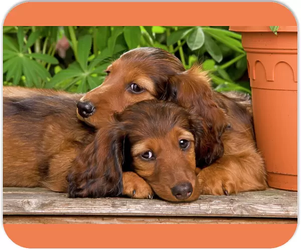 Long-Haired Dachshund  /  Teckel Dog - two puppies. Also known as Doxie  /  Doxies in the US