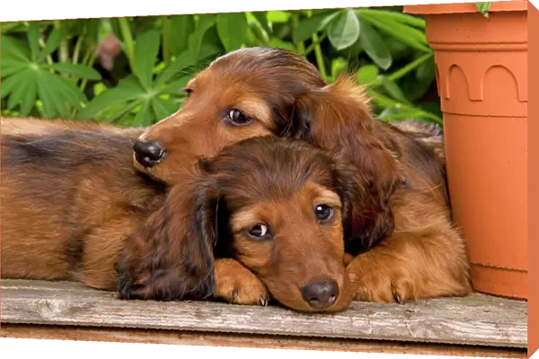 Long-Haired Dachshund  /  Teckel Dog - two puppies. Also known as Doxie  /  Doxies in the US