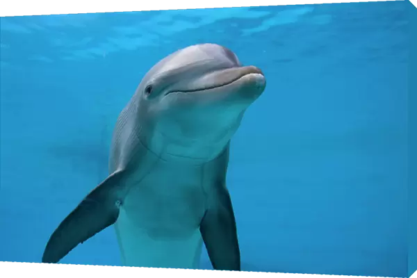 IMG 6609. STA-261. Bottlenose Dolphin - swimming underwater