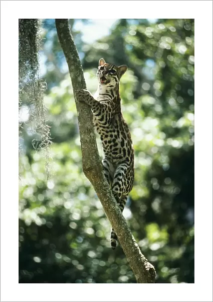 Ocelot - climbing a tree Venezuela