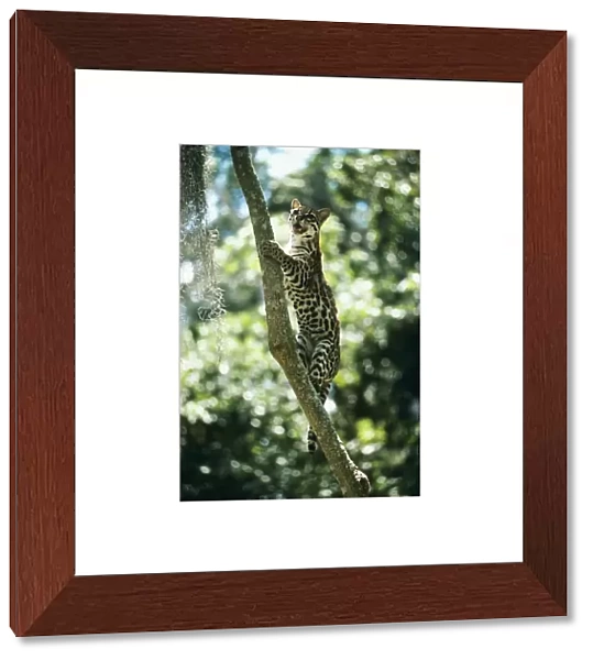 Ocelot - climbing a tree Venezuela