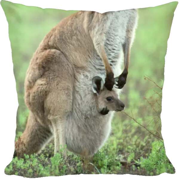 Western Grey Kangaroo - mother & joey in pouch - Australia