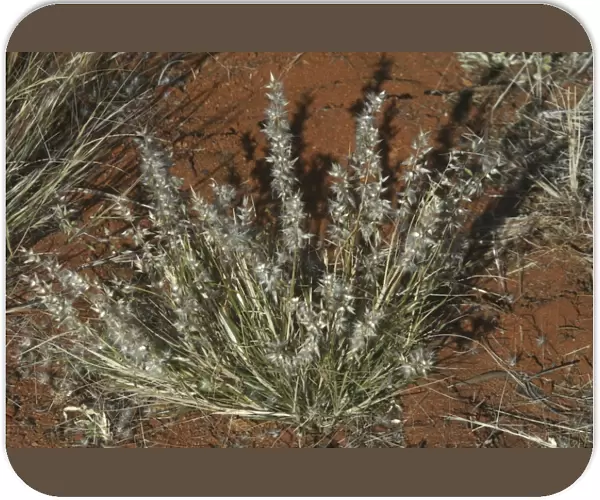 Native Oat-grass Native Australian grass. Northern South Australia, Australia