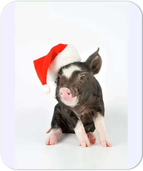 PIG. Berkshire piglet - wearing Christmas hat